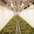 Build Grow Room Walls That Stay Clean And Productive
