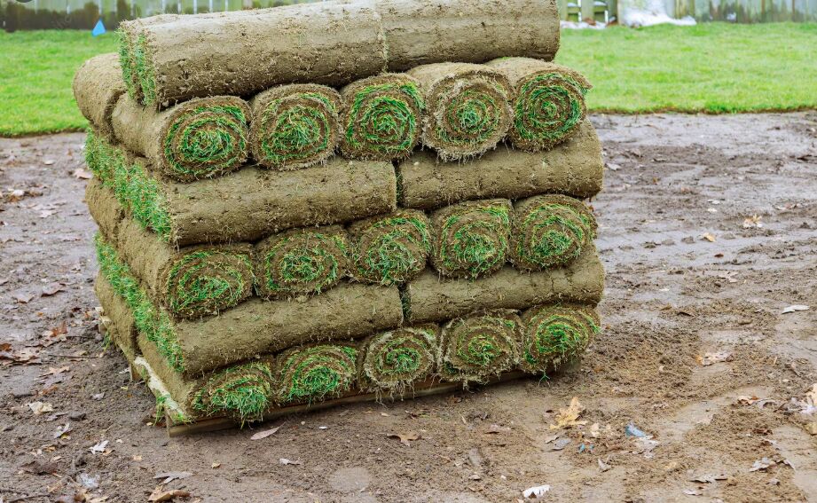 New York, Business, Best Sod Supplier In Longboat Key, FL For Fresh, Quality Lawn Sod