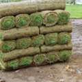 Best Sod Supplier In Longboat Key, FL For Fresh, Quality Lawn Sod