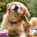 Dog Flea & Tick Problems? Find Flea And Tick Treatments For Dogs