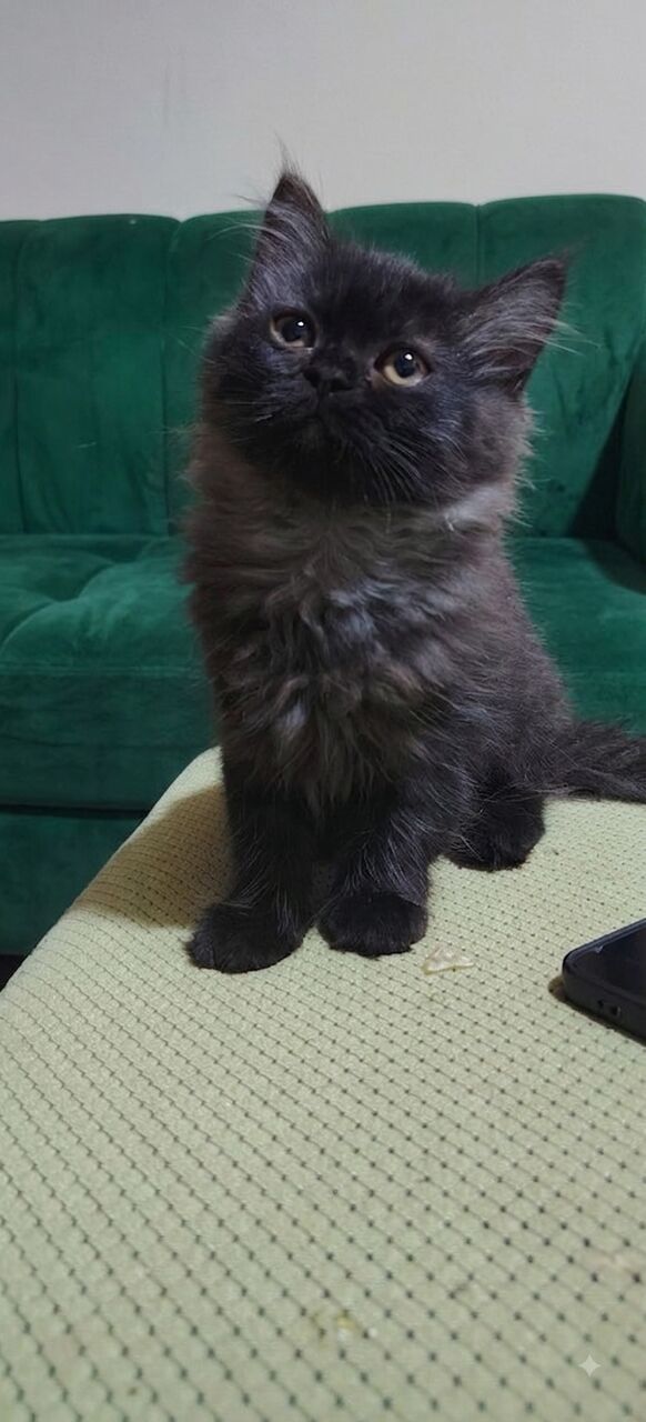 Al Jubail Al Balad, Pet Adoption, 🐾 Adorable Black Persian Kittens Looking For Their Forever Home! 🐾