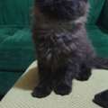 🐾 Adorable Black Persian Kittens Looking For Their Forever Home! 🐾