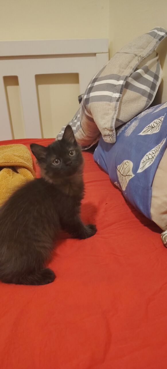 Al Jubail Al Balad, Pet Adoption, 🐾 Adorable Black Persian Kittens Looking For Their Forever Home! 🐾