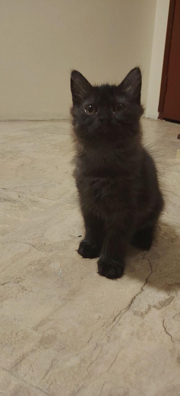 Al Jubail Al Balad, Pet Adoption, 🐾 Adorable Black Persian Kittens Looking For Their Forever Home! 🐾
