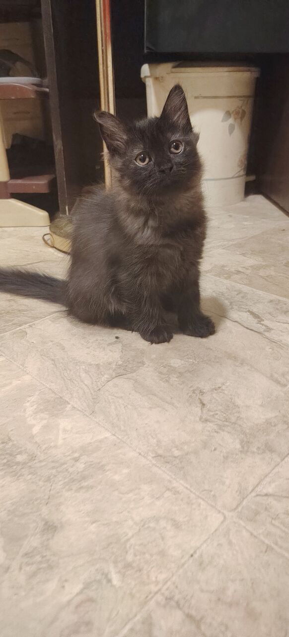 Al Jubail Al Balad, Pet Adoption, 🐾 Adorable Black Persian Kittens Looking For Their Forever Home! 🐾