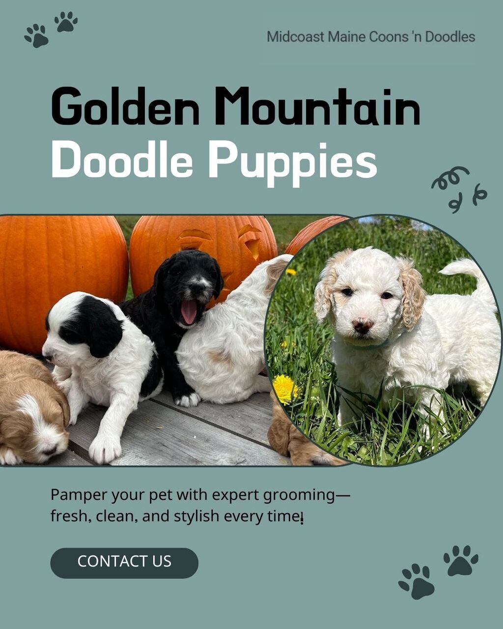 New York, Pet Supplies, Golden Mountain Doodle Puppies