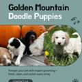Golden Mountain Doodle Puppies