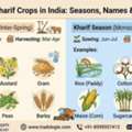 INR 25,  Rabi And Kharif Crops In India: Seasons, Names & Examples