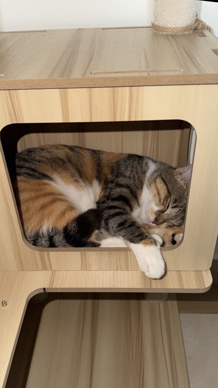 Khobar, Pet Adoption, Beautiful Cat Needs A New Owner