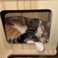 Beautiful Cat Needs A New Owner