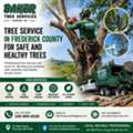 Tree Service Maryland For Tree Trimming, Pruning, And Removal Services