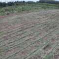 THB 900000,  6 BR,  5974 Sq. Feet,  Land For Sale In Kabin Buri District. Prachinburi Province, 2 Adjacent Plots, Total Area