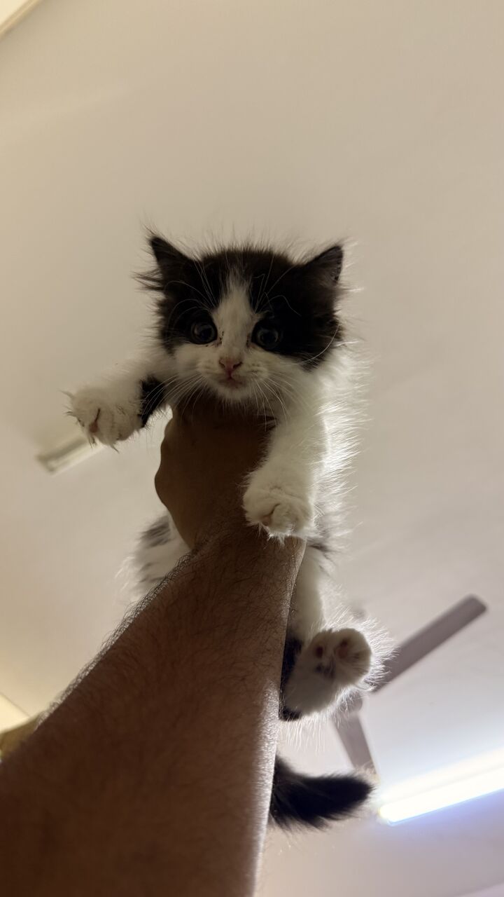 Riffa, Pet Supplies, BHD 30,  Kitten For Sale
