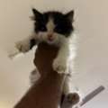 BHD 30,  Kitten For Sale