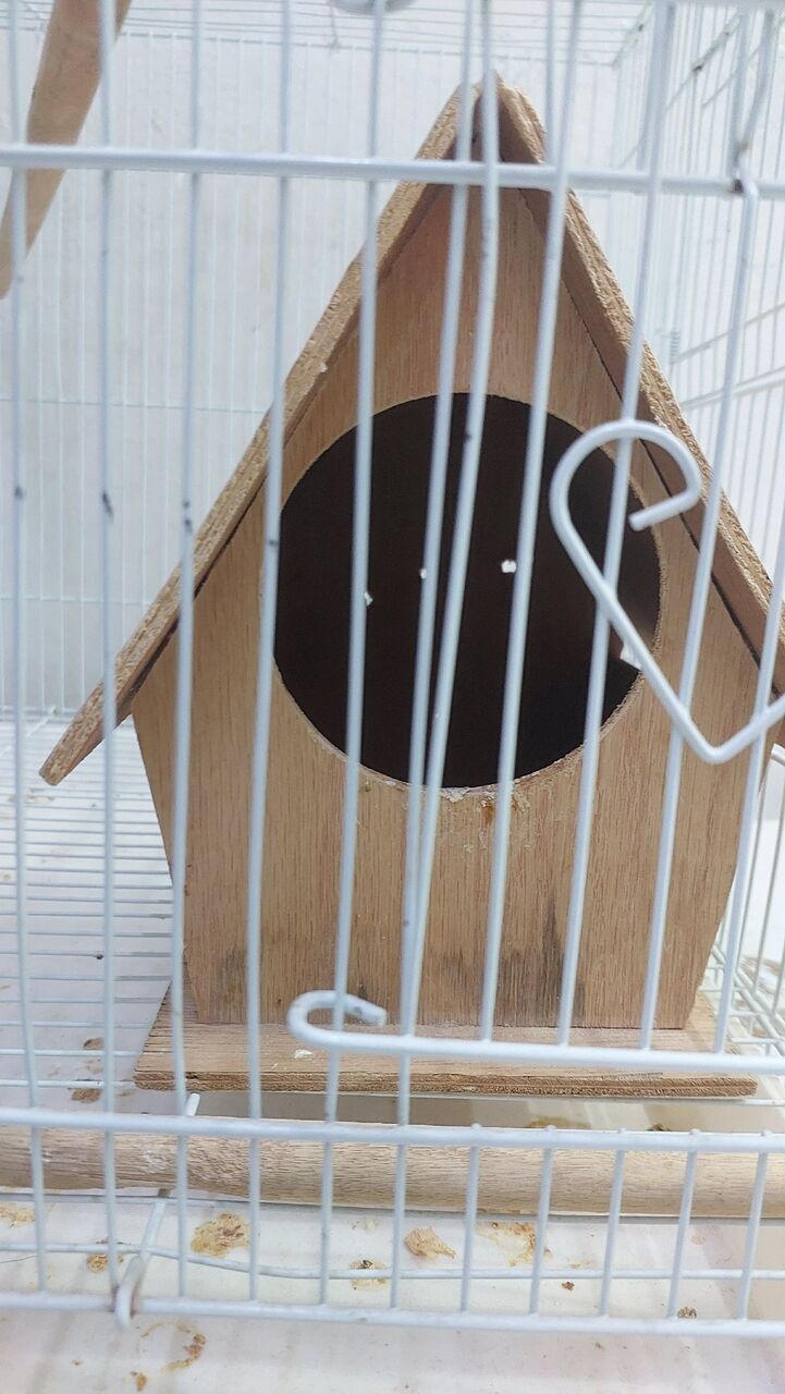 Al Badiyah, Pet Supplies, SAR 100,  USED BIRD CAGE