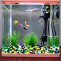 SAR 300,  Aquarium For Sale
