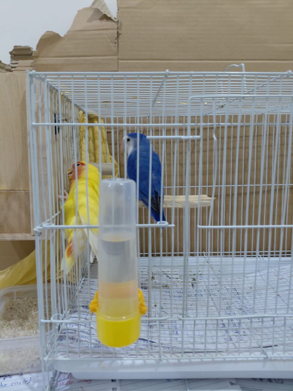 Jeddah, Pet Supplies, SAR 350,  Love Birds Breeding Pair Sale