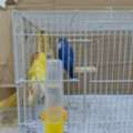 SAR 350,  Love Birds Breeding Pair Sale
