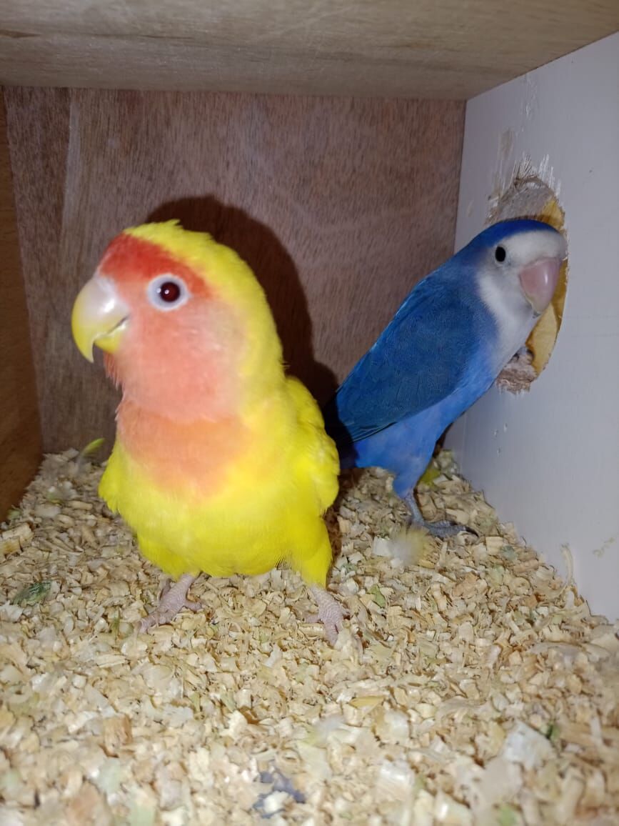 Jeddah, Pet Supplies, SAR 350,  Love Birds Breeding Pair Sale