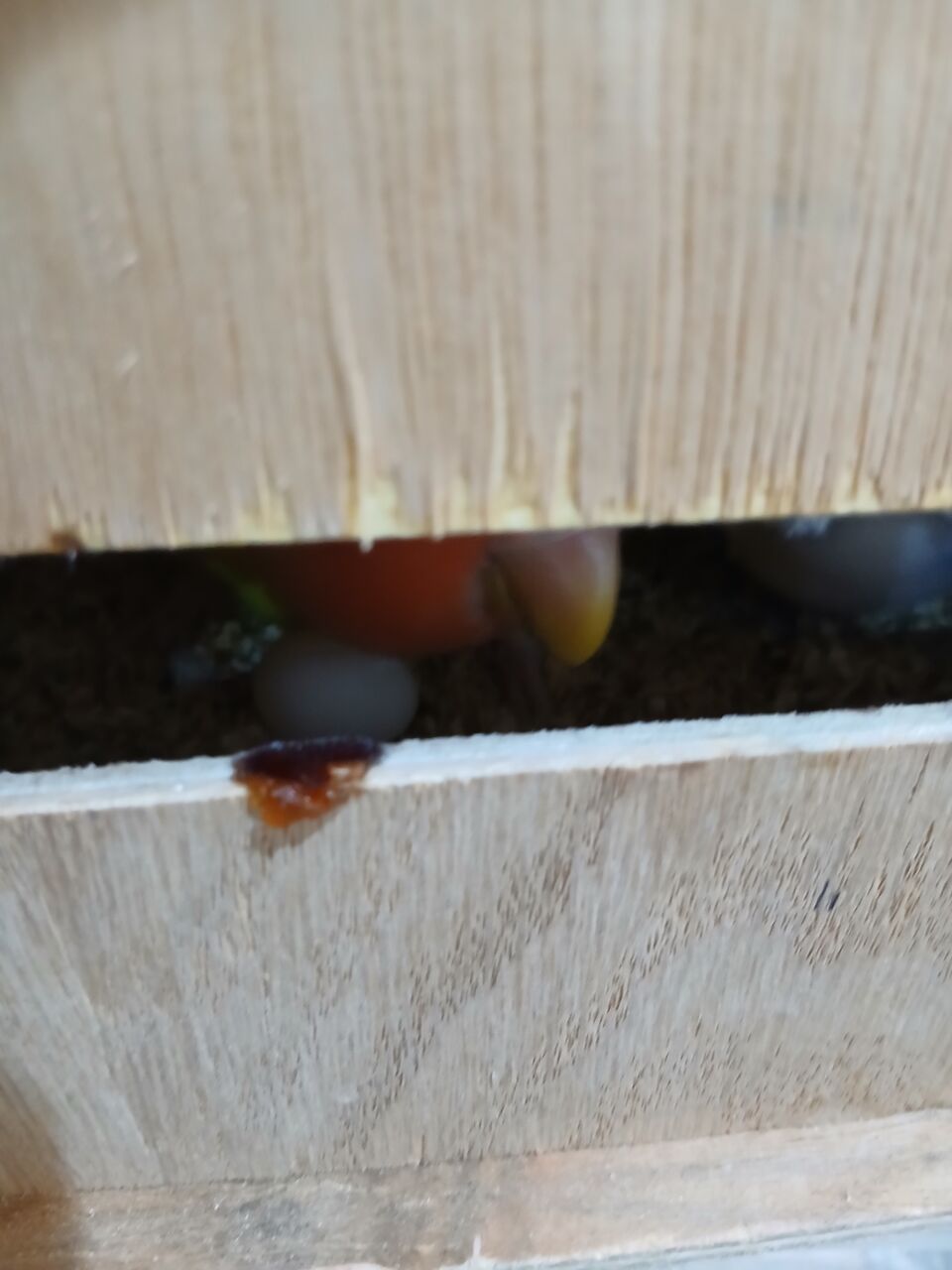 Jeddah, Pet Supplies, SAR 350,  Love Birds Breeding Pair Sale