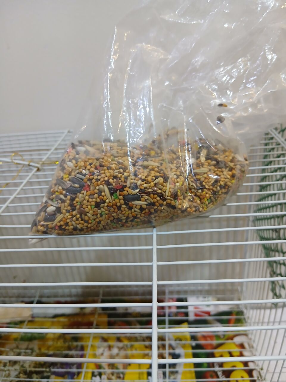 Jeddah, Pet Supplies, SAR 350,  Love Birds Breeding Pair Sale