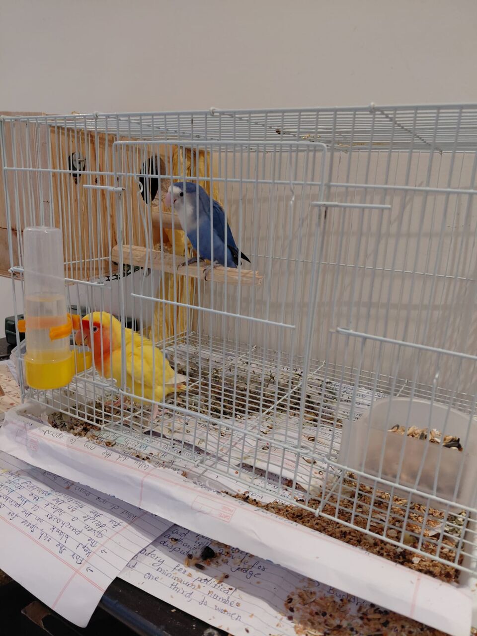 Jeddah, Pet Supplies, SAR 350,  Love Birds Breeding Pair Sale