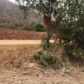 THB 300000,  6 BR,  2130 Sq. Feet,  Please Leave Good Assets For Consideration. Muang Nakhon Sawan, Next To The Mountain, For
