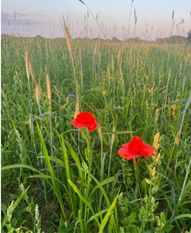 London, Farm/Garden, Regenerative Farming West Sussex