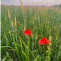 Regenerative Farming West Sussex