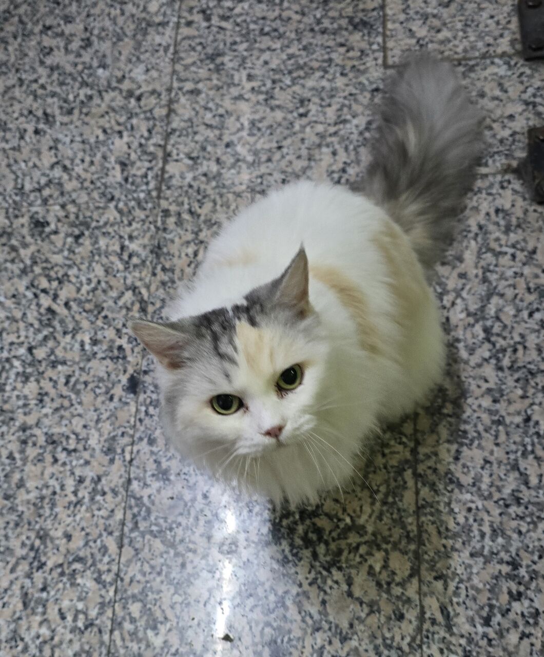 Khobar, Pet Adoption, Persian Cat For Adoption