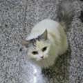 Persian Cat For Adoption