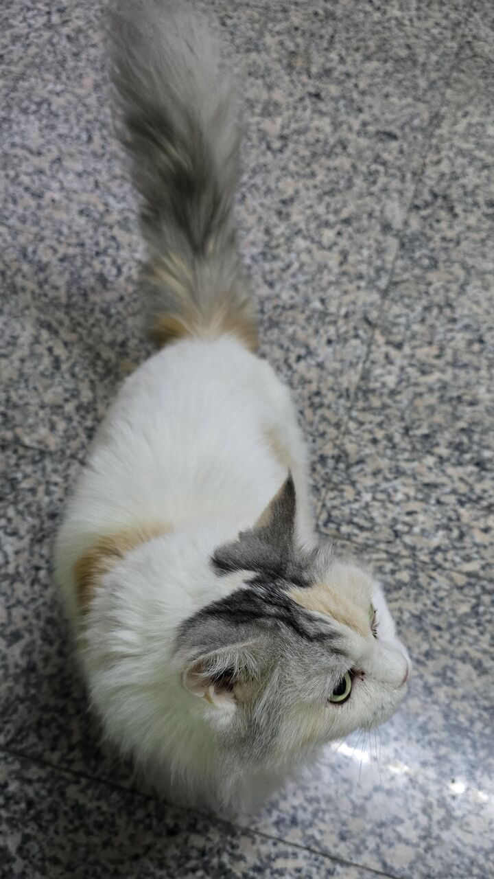 Khobar, Pet Adoption, Persian Cat For Adoption