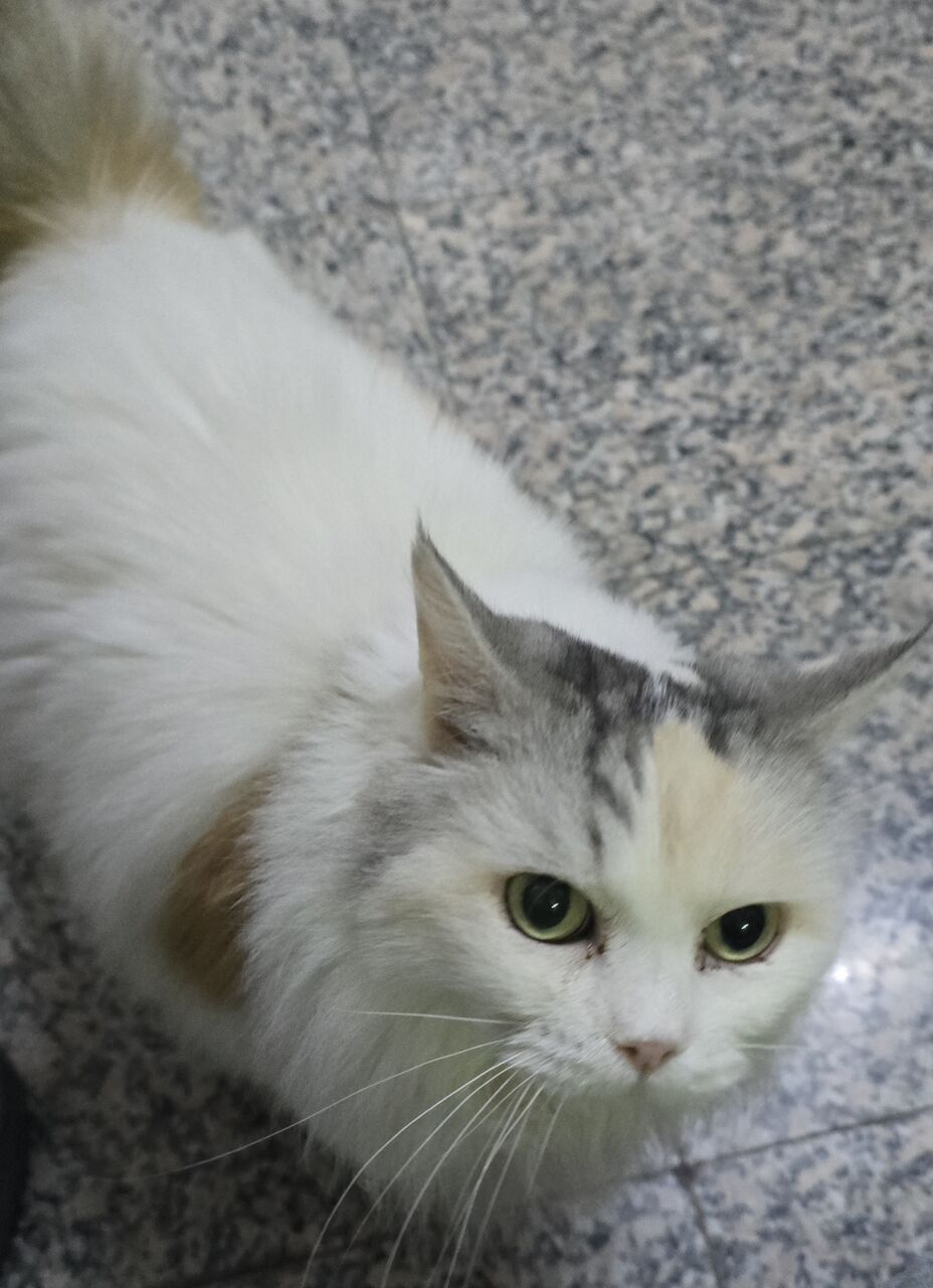 Khobar, Pet Adoption, Persian Cat For Adoption
