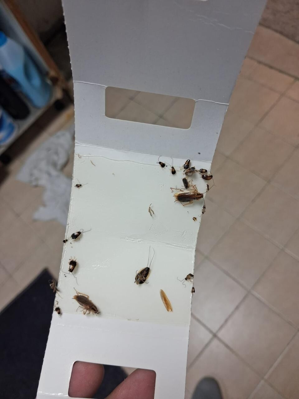 Discovery Gardens, Pest Control, Pest Control Services Discovery Gardens Dubai &ndash; Lowest Price