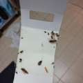 Pest Control Services Discovery Gardens Dubai &ndash; Lowest Price