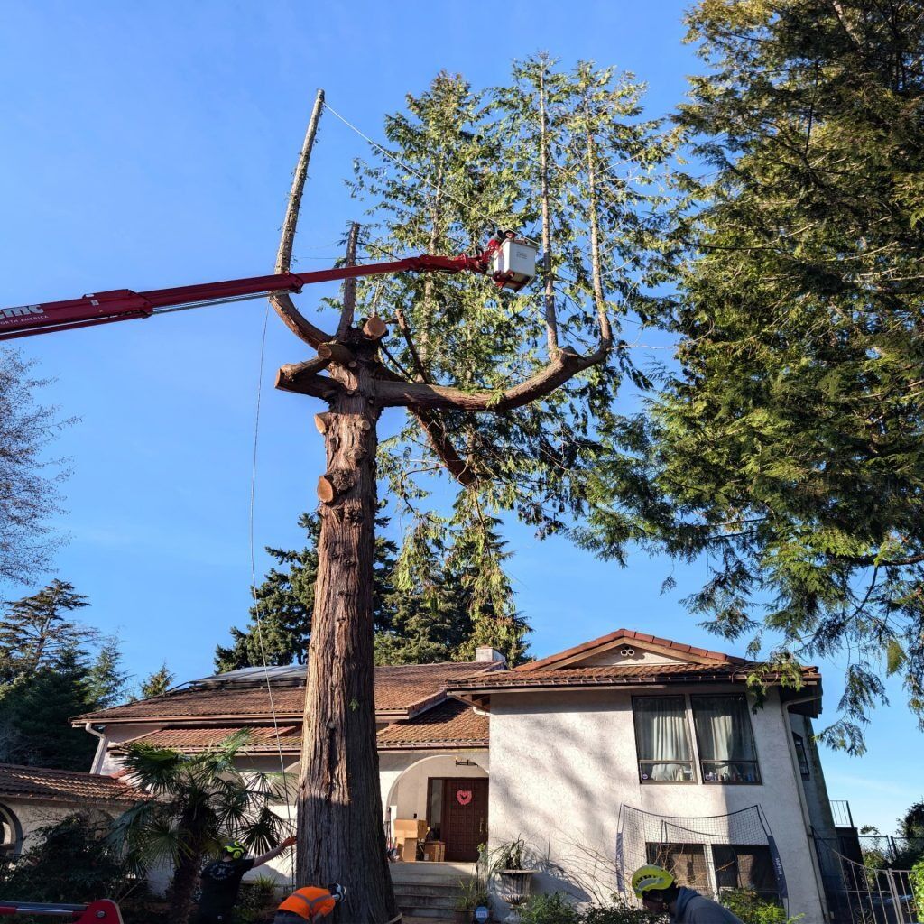 New York, Business, Arbor Vet Tree Service