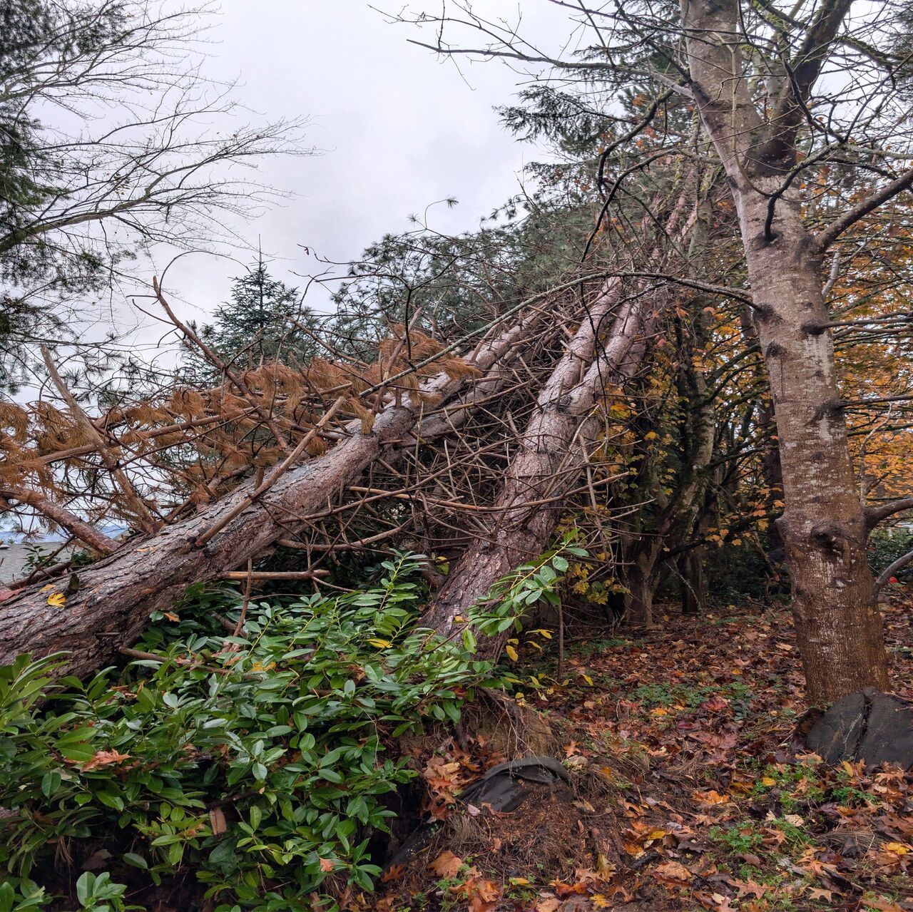 New York, Business, Arbor Vet Tree Service