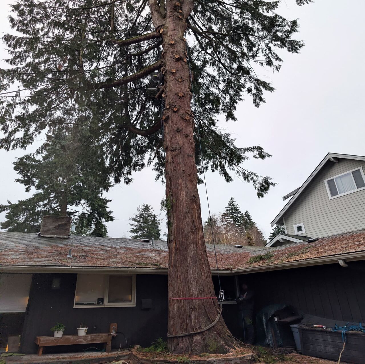 New York, Business, Arbor Vet Tree Service