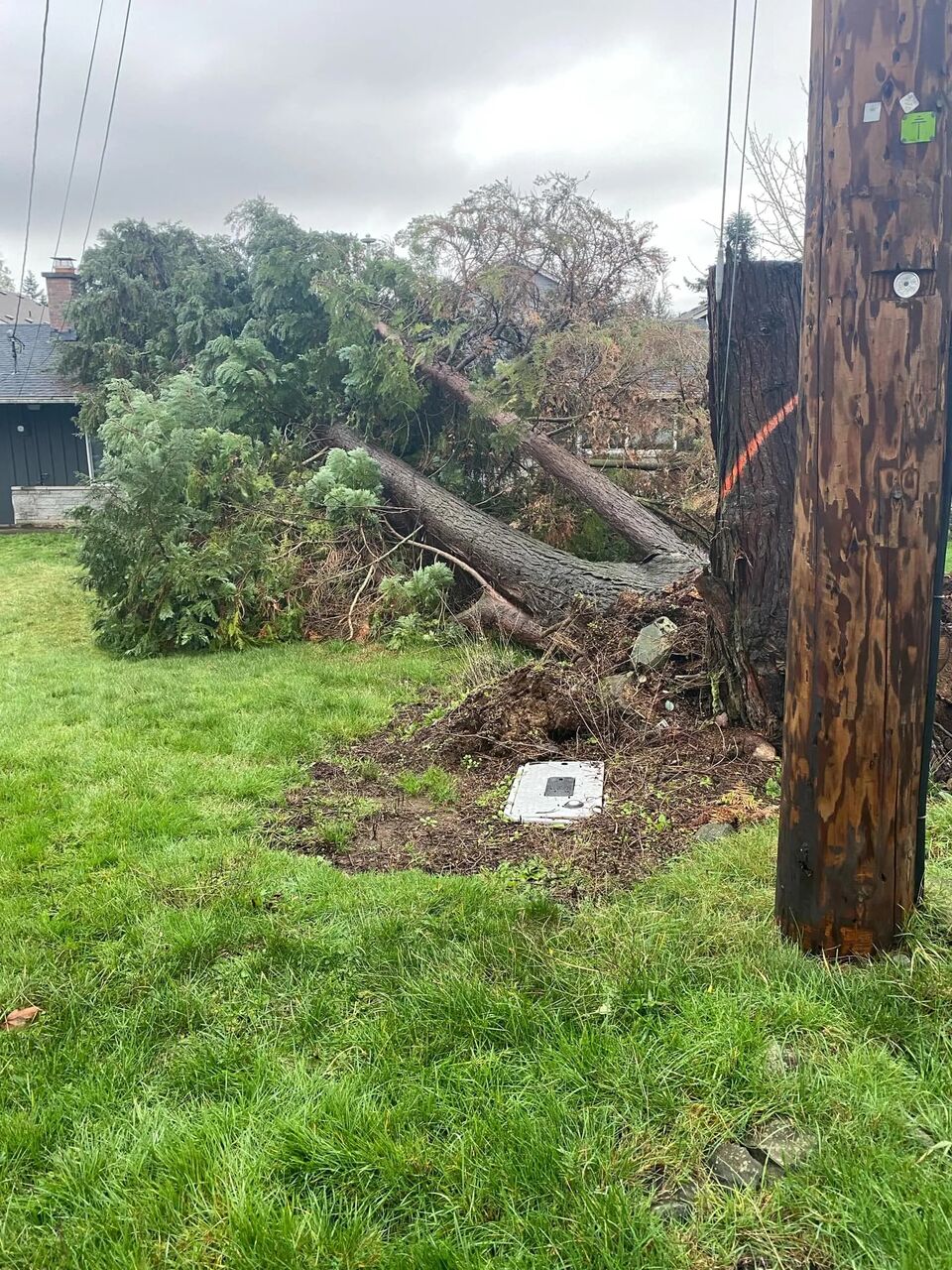 New York, Business, Arbor Vet Tree Service