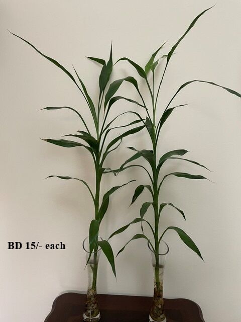 Juffair, Farm & Garden, BHD 10,  Internal And External Plants For Sale