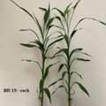 BHD 10, Internal And External Plants For Sale