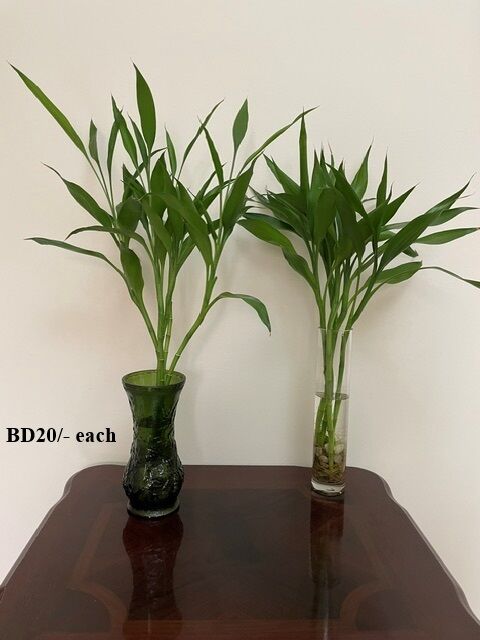 Juffair, Farm & Garden, BHD 10,  Internal And External Plants For Sale