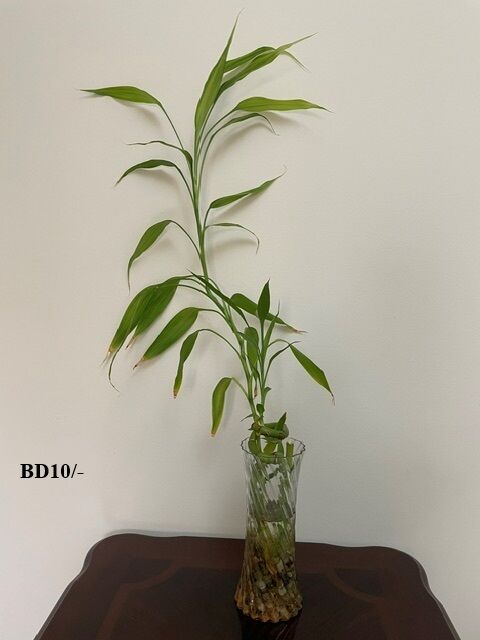 Juffair, Farm & Garden, BHD 10,  Internal And External Plants For Sale