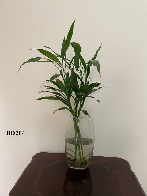 Juffair, Farm & Garden, BHD 10,  Internal And External Plants For Sale