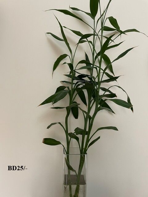 Juffair, Farm & Garden, BHD 10,  Internal And External Plants For Sale