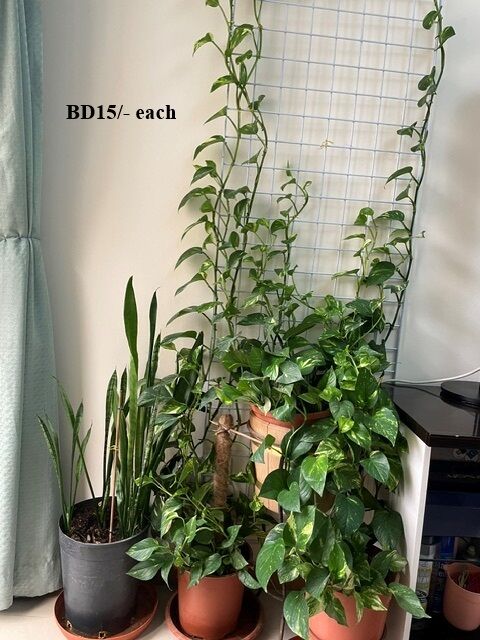 Juffair, Farm & Garden, BHD 10,  Internal And External Plants For Sale