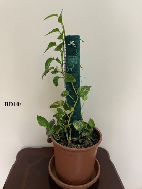 Juffair, Farm & Garden, BHD 10,  Internal And External Plants For Sale