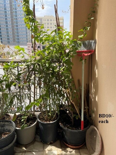 Juffair, Farm & Garden, BHD 10,  Internal And External Plants For Sale