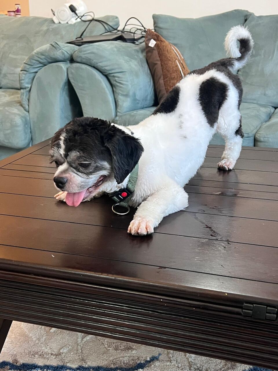 Juffair, Pet Supplies, BHD 40,  Beautiful & Friendly Male Shih Tzu For Adoption/Sale &ndash; BD 40: Looking For A Loving And Car