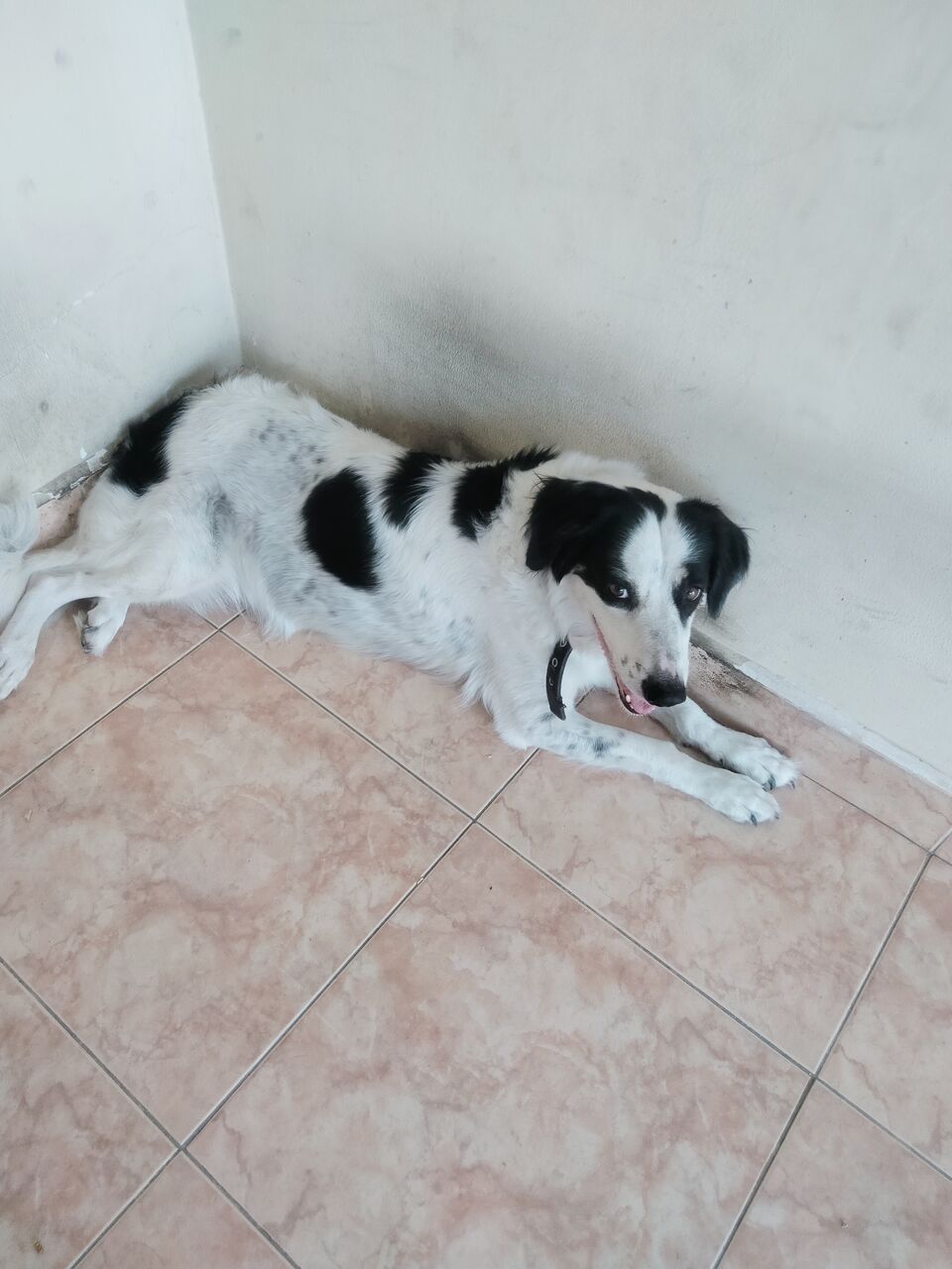Salmaniya, Pet Supplies, BHD 20,  Dog For Sale
